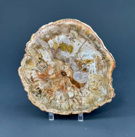 Madagascar Petrified Wood