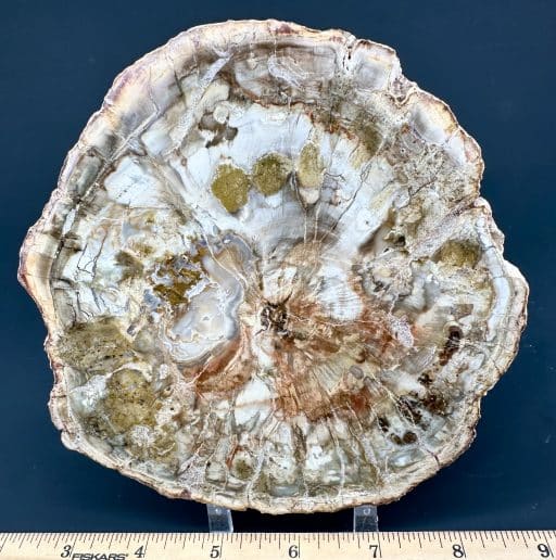 Madagascar Petrified Wood