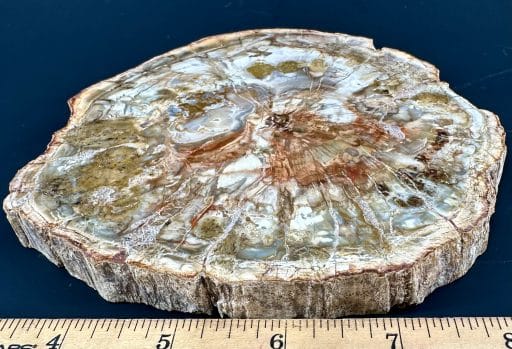 PW102 Madagascar Petrified Wood - Image 3