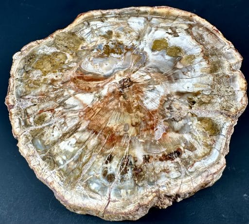 PW102 Madagascar Petrified Wood - Image 4