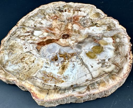 PW102 Madagascar Petrified Wood - Image 5