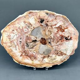 Madagascar Petrified Wood