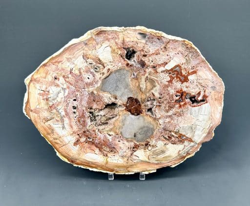 Madagascar Petrified Wood