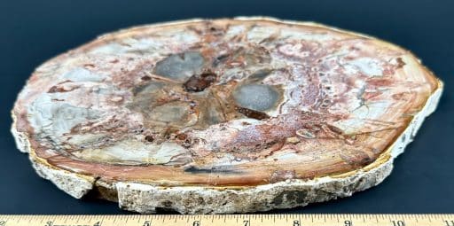 PW202 Madagascar Petrified Wood - Image 8