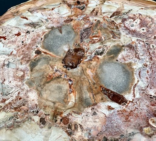 Madagascar Petrified Wood