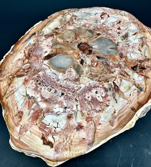 PW202 Madagascar Petrified Wood - Image 3