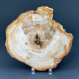 Madagascar Petrified Wood