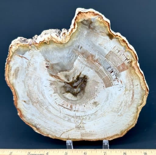 Madagascar Petrified Wood