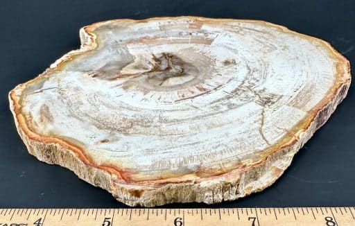 PW300 Madagascar Petrified Wood - Image 3