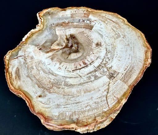 PW300 Madagascar Petrified Wood - Image 4