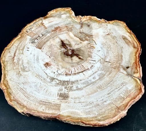 PW300 Madagascar Petrified Wood - Image 5