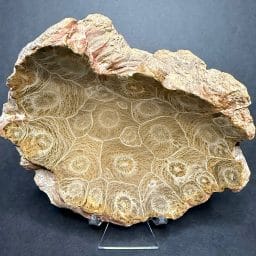 Fossil Coral Dish