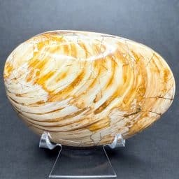 Fossilized Clam