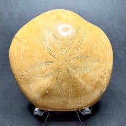 Fossilized Sand Dollar