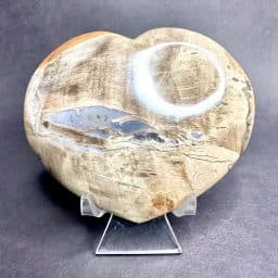 Petrified Wood