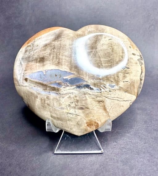 Petrified Wood