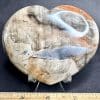 H307 Petrified Wood - Image 2