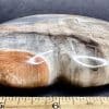 H307 Petrified Wood - Image 3