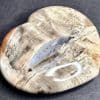Petrified Wood
