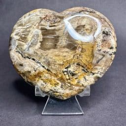 Petrified Wood