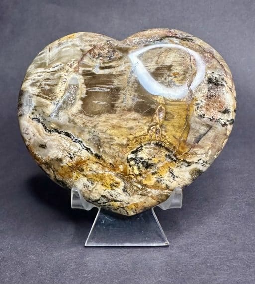 Petrified Wood