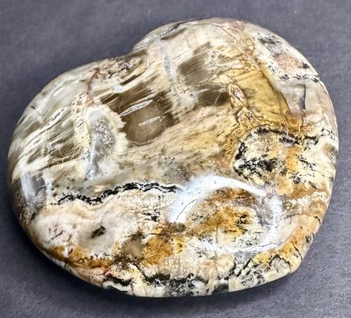 Petrified Wood