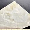 Dendritic Limestone