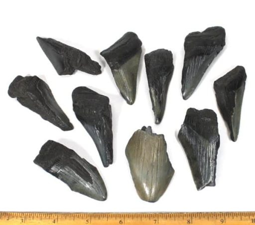 Megladon Shark Tooth Segments