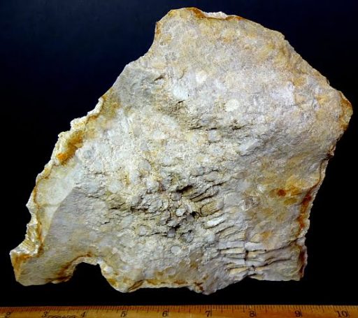 fossilized Coral specimen from Indonesia