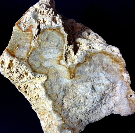 fossilized Coral specimen from Indonesia