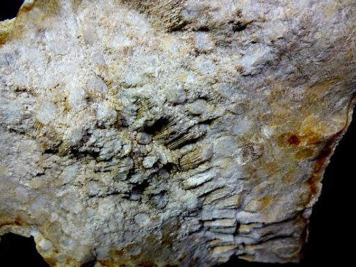 fossilized Coral specimen from Indonesia