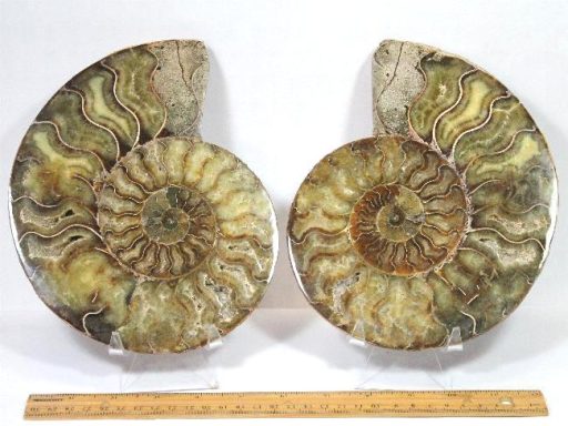 Ammonite set