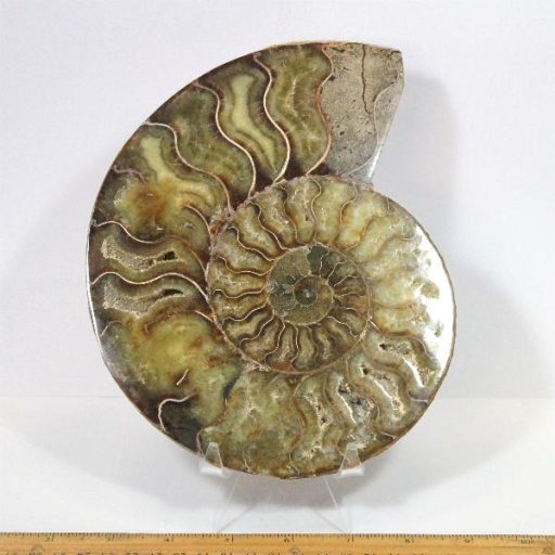 FO116 Ammonite Set - Image 2