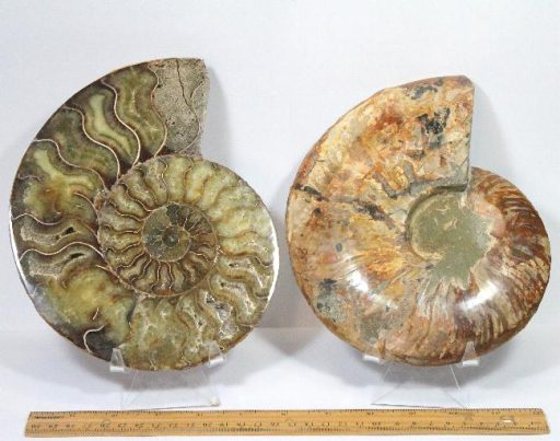 FO116 Ammonite Set - Image 3