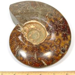 fossilized Ammonite from Madagascar