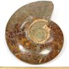 FO305 Ammonite - Image 2