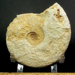 small fossilized Ammonites from Calvodos, France