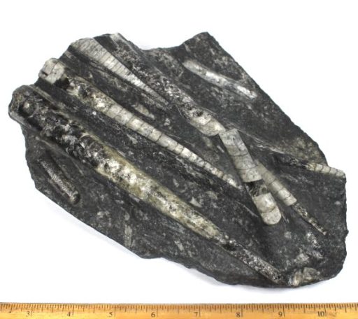 Orthoceras fossils from Morocco