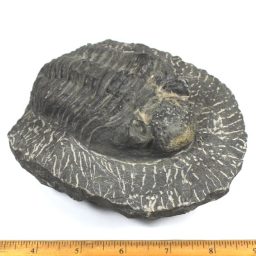 Trilobite from Morocco