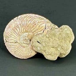 Pyritized Ammonite