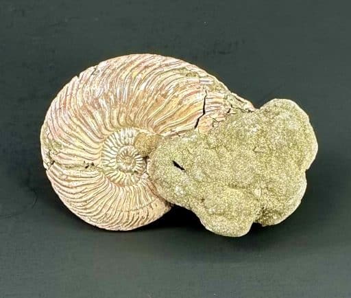 Pyritized Ammonite