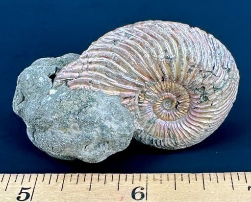 Pyritized Ammonite