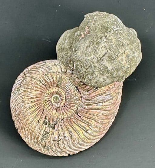 FO106 Pyritized Ammonite - Image 5