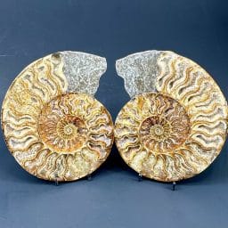 Ammonite