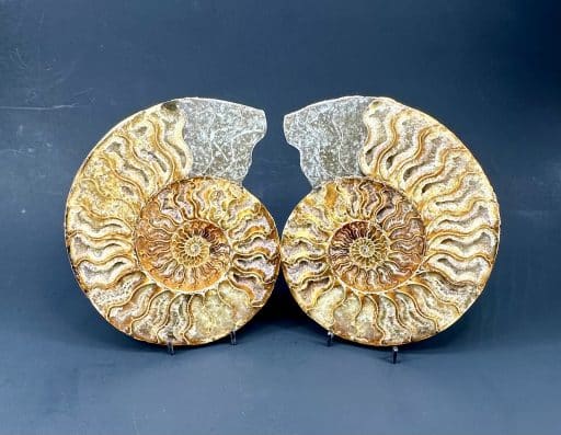 Ammonite