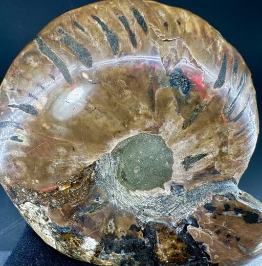 Ammonite