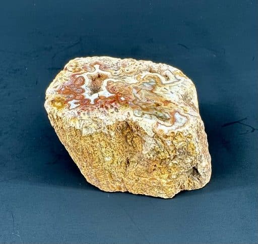 Petrified Wood