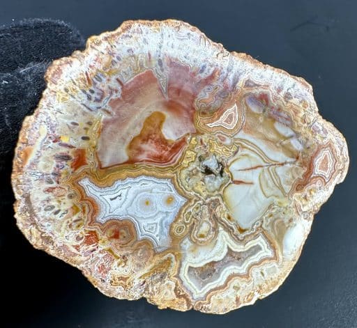 Petrified Wood