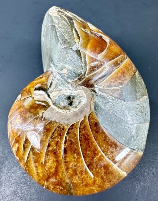 Nautiloid