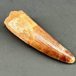 Spinosaurus Fossil Tooth